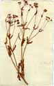 Valeriana discoidea L., framsida