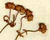 Valeriana discoidea L., part of inflorescens x4
