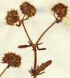 Valeriana discoidea L., del av blomställning x4