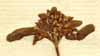 Valeriana locusta ssp. olitoria L., blomställning x4