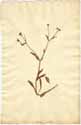 Valeriana locusta ssp. olitoria L., front