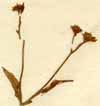 Valeriana locusta ssp. olitoria L., close-up x4