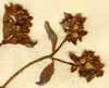 Valeriana locusta ssp. olitoria L., närbild x5