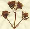 Valeriana phu L., inflorescens x4