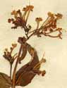 Valeriana rubra L., inflorescens x4