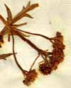 Valeriana rupestris Pall., inflorescens x3