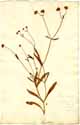Valeriana locusta ssp. vesicaria L., framsida