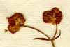 Valeriana locusta ssp. vesicaria L., närbild x5