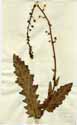 Verbascum blattaria L., framsida
