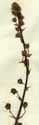Verbascum blattaria L., blomställning x4