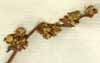 Verbascum sinuatum L., inflorescens x6