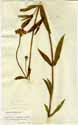 Verbena bonariensis L., framsida