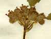 Verbena bonariensis L., inflorescens x3