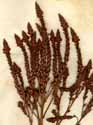 Verbena hastata L., inflorescens x3
