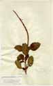 Verbena jamaicensis L., front