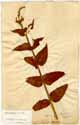 Verbena mexicana L., framsida