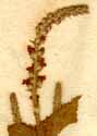 Verbena mexicana L., blomställning x3