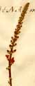 Verbena mexicana L., inflorescens x3