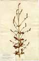 Verbena officinalis L., front