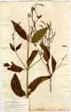 Verbena urticifolia L., front
