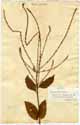 Verbena urticifolia L., front