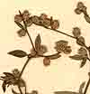 Vernonia acuminata L., blomställning x8