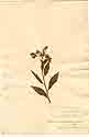 Vernonia scorpiodes L., front