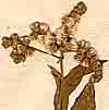 Vernonia scorpiodes L., blomställning x8