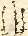 Veronica alpina L., närbild x2