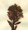 Veronica alpina L., inflorescens x4