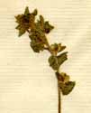 Veronica arvensis L., blomställning x4