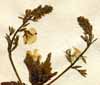 Veronica chamaedrys L., inflorescens x3