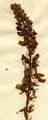 Veronica chamaedrys L., inflorescens
