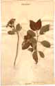 Viburnum lantana L., framsida