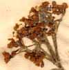 Viburnum lantana L., blomställning x6