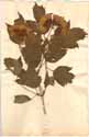 Viburnum opulus L., framsida