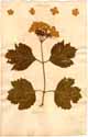 Viburnum opulus L., front