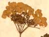 Viburnum opulus L., blomställning x3