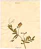 Vicia benghalensis L., framsida