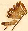 Vicia benghalensis L., blomställning x8