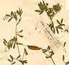 Vicia benghalensis L., näbild, framsida x2