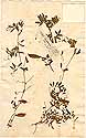 Vicia benghalensis L., front