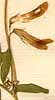 Vicia benghalensis L., blommor x8