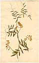 Vicia biennis L., framsida
