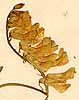 Vicia biennis L., inflorescens x8