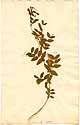 Vicia cassubica L., framsida