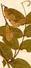 Vicia cassubica L., blommor x8