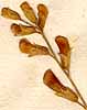 Vicia dumetorum L., blommor x8