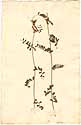 Vicia hybrida L., framsida