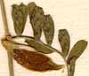 Vicia hybrida L., frukt x8
